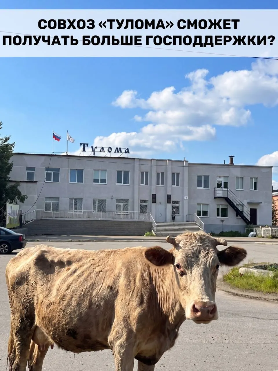 Минсельхоз разрешил выдавать федеральные субсидии хозяйствам с долей государства или муниципалитета свыше 25%. Это важно для Мурманской области, где значительная часть молочной продукции производится такими предприятиями, однако отдельные хозяйства, в том числе совхоз «Тулома», испытывают острые проблемы и сомневаются в своевременности помощи.