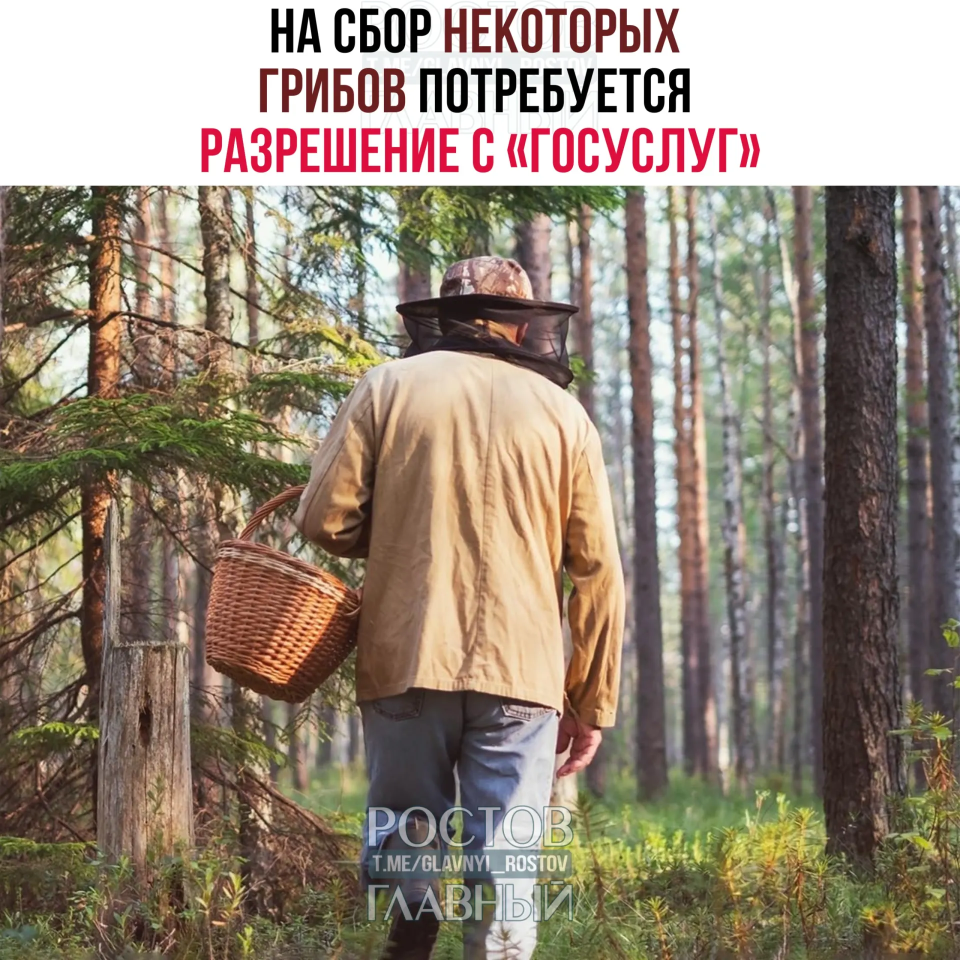 С 1 сентября 2027 года для сбора некоторых редких видов грибов потребуется оформлять разрешение через портал «Госуслуги». Заявки будут рассматривать до 15 дней, а за сбор охраняемых грибов без разрешения предусмотрена уголовная ответственность.