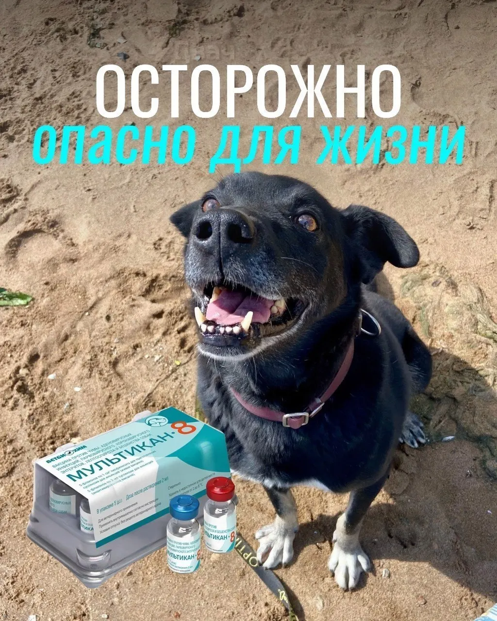 Владельцы собак сообщают о тяжёлых реакциях после прививок вакциной «Мультикан-8»; часть животных погибла, продолжаются проверки.